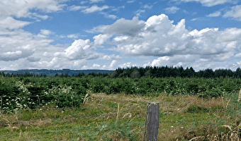 Entre prairies et forêts - la boucle des sapins de Noël -  ENS21 - CHAMPEAU-EN-MORVAN