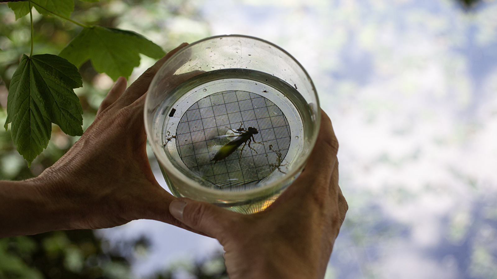 Ca grouille chez les grenouilles ! Le mercredi 15 avril 2026