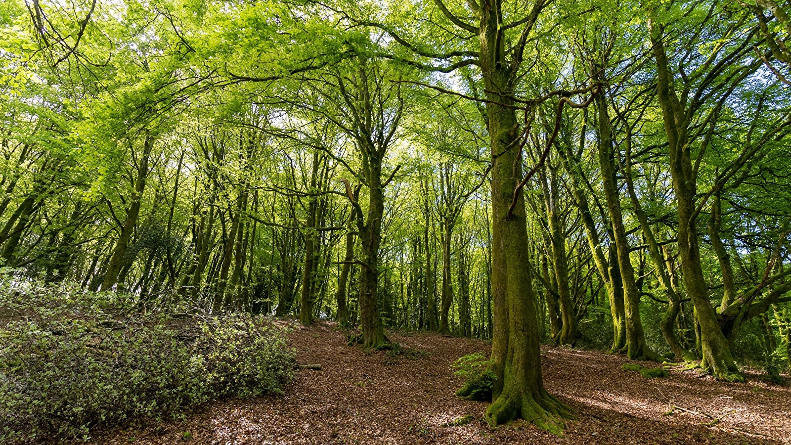 Rando nature, présentation du monde animal - Victor Morin comportementaliste animalier 