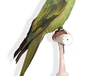 Exposition 'Drôles d'oiseaux : lumière sur une collection exotique' - AUTUN