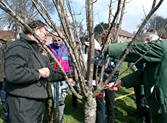 Stage verger : taille des arbres fruitiers - SAINT-BRISSON
