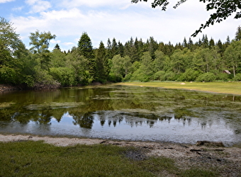 Balade nature : Préperny, trésor du Haut-Folin, lundi 13 avril 2026 - ARLEUF